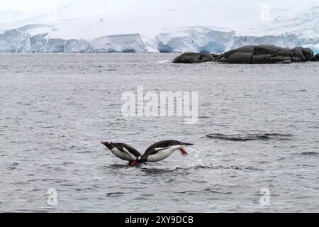 Pingouins doux adultes, Pygoscelis papua, nourrissant les poussins à Brown Bluff près de la péninsule Antarctique, Océan Austral. Banque D'Images