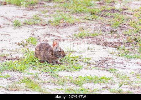 Lapin des marais de Caroline (Sylvilagus palustris palustris) assis dans les dunes de l'île d'Emerald. Caroline du Nord. ÉTATS-UNIS Banque D'Images