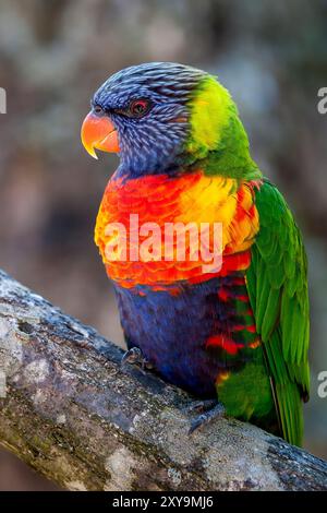 Lorikeet arc-en-ciel (Trichoglossus haematodus Moluccanus) posant sur un tronc d'arbre. Gros plan de Lorikeet bleu, vert, rouge et jaune dans le profil Banque D'Images