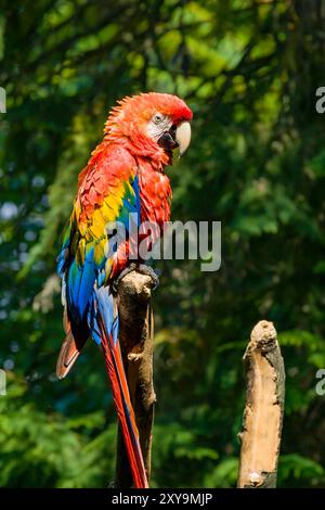 Perroquet Ara rouge, ara écarlate, magnifique macareau à ailes vertes (Ara chloropterus) se dressent sur une branche. Banque D'Images