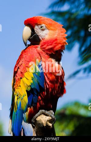 Gros plan portrait de perroquet Ara rouge, perroquet Ara rouge, ara écarlate, magnifique Macaw à ailes vertes (Ara chloropterus). Perroquet rouge debout sur un tronc d'arbre Banque D'Images