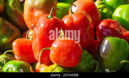 Capsicum chinense (Cabai habanerom, cabai gendol, cabai gendot). Les poivrons les plus chauds du monde Banque D'Images