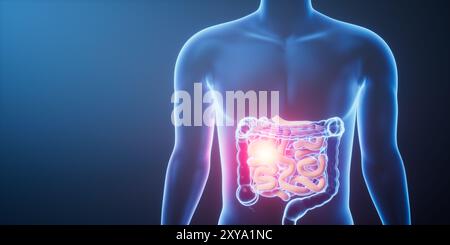 Tractus intestinal des organes dans le corps humain transparent, rendu 3e. Illustration 3D. Banque D'Images