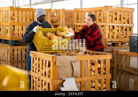 Hommes et femmes agriculteurs parlant pendant l'empilage des citrouilles Banque D'Images