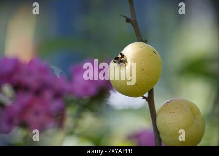 Vue rapprochée de coings japonais jaunes mûrs (Chaenomeles japonica) accrochés à une branche entourée de feuilles vertes dans un jardin d'été. Banque D'Images