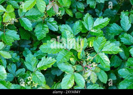 Poison Oak Bush avec une croissance printanière fraîche et de petites fleurs à Rocky Peak Park près de Los Angeles et Simi Valley en Californie. Banque D'Images