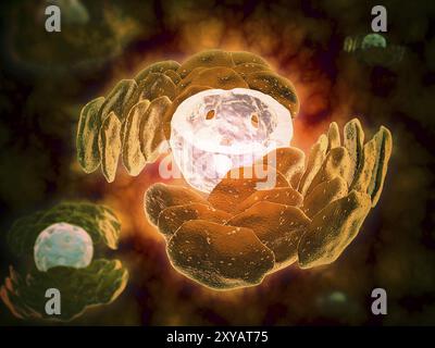 Image conceptuelle du réticulum endoplasmique autour d'un noyau cellulaire. Réticulum endoplasmique est un organelle qui forme un système continu de membrane plat Banque D'Images