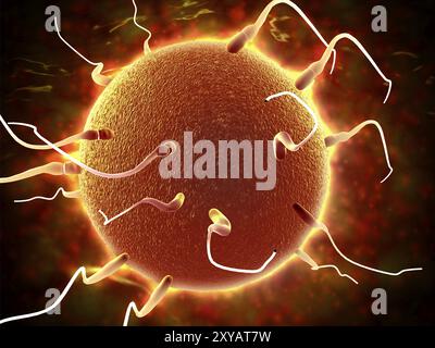Vue microscopique des spermatozoïdes voyageant vers l'embryon Banque D'Images
