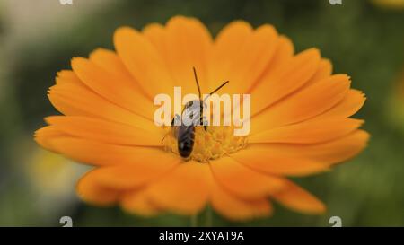 Abeille sur une fleur collectant le nectar.Photo macro sous le soleil de l'été Banque D'Images