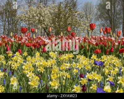 Champ de fleurs avec tulipes rouges et jonquilles sauvages, arbres en fleurs en arrière-plan, printemps, Amsterdam, pays-Bas Banque D'Images