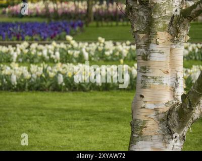 Un tronc de bouleau au premier plan avec un parterre de fleurs blanc et une prairie verte en arrière-plan, Amsterdam, pays-Bas Banque D'Images