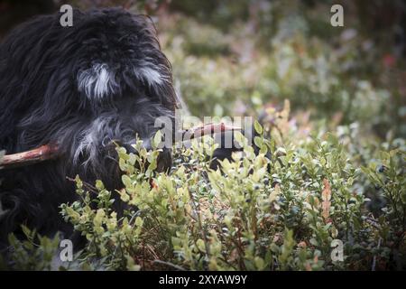 Goldendoodle est couché avec un bâton dans le champ de bleuets dans une forêt. Chien hybride jouant détendu. Photo d'animal de chien Banque D'Images