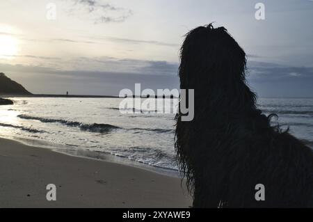 Goldendoodle se trouve sur la plage au bord de la mer et donne sur le coucher du soleil. Vagues dans l'eau et sable sur la plage. Paysage avec un chien Banque D'Images