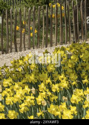 Une mer de jonquilles jaunes fleurit devant une clôture en bois dans un jardin, Amsterdam, pays-Bas Banque D'Images