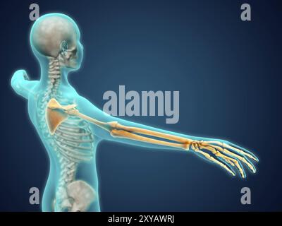 Vue radiographique du corps humain montrant les os squelettiques du bras et de la main Banque D'Images