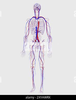Système circulatoire humain Banque D'Images