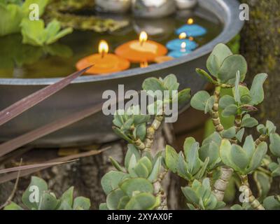 Bougies allumées dans un bol d'eau, entouré de succulentes, atmosphère apaisante, borken, muensterland, allemagne Banque D'Images