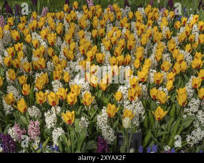 Champ de fleurs avec tulipes jaunes, oranges, blanches et violettes dans un parc au printemps, Amsterdam, pays-Bas Banque D'Images