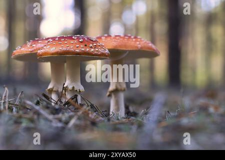 Tabouret, flou et rêveur, dans l'herbe de la forêt. Champignon toxique. Chapeau rouge avec taches blanches. Gros plan de la nature en forêt Banque D'Images