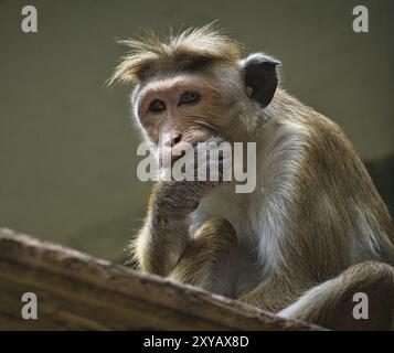 Singe rhésus assis sur une branche et grignotant sa main. Photo d'animal d'un mammifère Banque D'Images