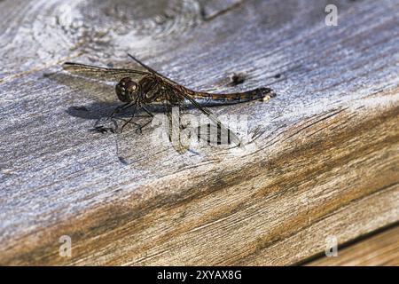 Libellule aux ailes étalées sur une rambarde en bois d'une terrasse en Suède. Gros plan de l'animal de la nat Banque D'Images