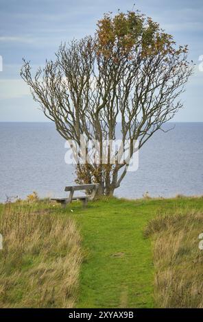 Arbre courbé par le vent, avec banc sur la falaise par la mer. Vue sur le Kattegatt au Danemark. Faites une pause pendant une randonnée. Paysage tiré de la mer Baltique Banque D'Images