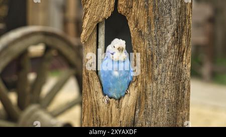 Buccal bleu et blanc dans une cavité d'arbre. gros plan de l'oiseau Banque D'Images