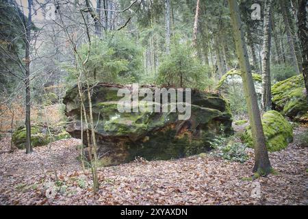 Grès couvert de mousse avec de petits sapins sur la pierre dans le Parc naturel de la Suisse saxonne. Paysage photographié depuis la forêt Banque D'Images