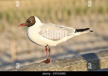 Rire gull se dresse jetée sur la mer Baltique au bord de la mer. L'oiseau donne sur le coucher du soleil. Le plumage en blanc et noir. Photo d'animal de mouettes sur le TH Banque D'Images