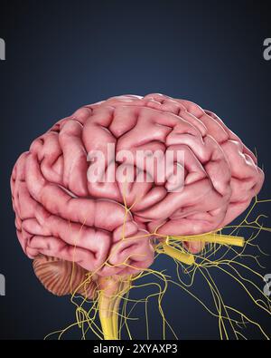 Cerveau humain avec des nerfs Banque D'Images