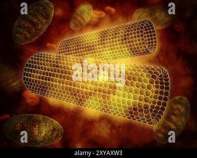 Vue microscopique de la structure en tonneau de centrioles dans une cellule humaine. Un centriole est une structure cellulaire en forme de cylindre trouvée chez la plupart des eucaryoti Banque D'Images