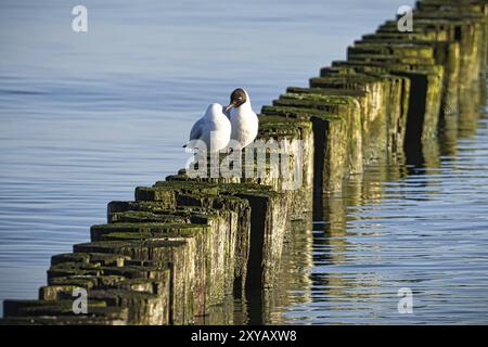 Grynes joyant dans la mer Baltique. Les mouettes s'assoient sur les groynes. Paysage par la mer. Station de vacances en Allemagne Banque D'Images