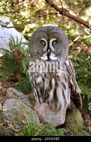 Une chouette barrée du zoo de Berlin. le regard est dirigé vers le spectateur. beau plumage et oeil brillant Banque D'Images