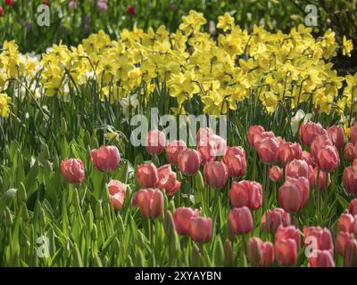 Une prairie fleurie de jonquilles sauvages et de tulipes roses au printemps, Amsterdam, pays-Bas Banque D'Images