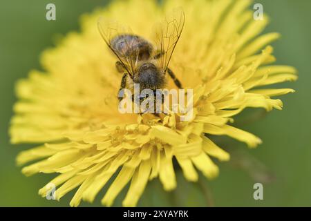 Abeille collectant le nectar sur une fleur jaune de pissenlit. Insectes de la nature. Des abeilles, nous récoltons le miel. Photo d'animal de la nature Banque D'Images