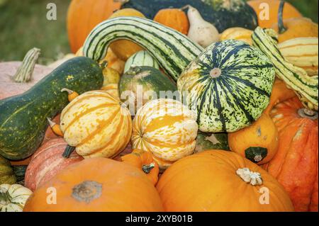 Diverses citrouilles empilées dans un mélange coloré dans un champ, borken, muensterland, Allemagne, Europe Banque D'Images