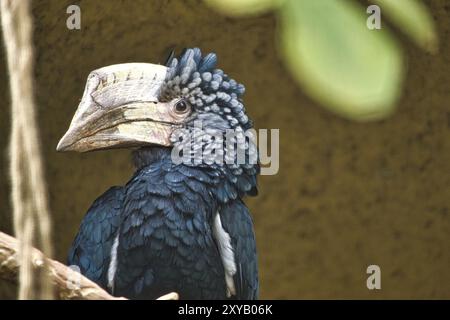 Pavillon à joues argentées installé sur une branche. Plumage coloré. Grand bec d'oiseau australien. Photo d'animal Banque D'Images