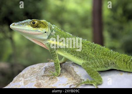 Anolis carolinensis, Karibik Carolina anole, Caraïbes Banque D'Images