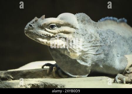 Grand iguane couché sur une pierre. Peigne épineux et peau squameuse. Photo animale d'un reptile Banque D'Images