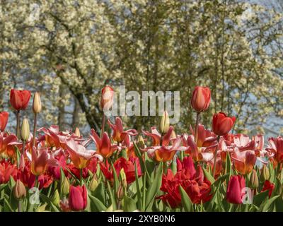 Champ de fleurs avec tulipes rouges, arbres en fleurs en arrière-plan, printemps, Amsterdam, pays-Bas Banque D'Images