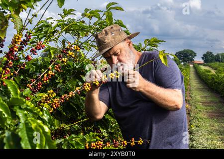 Farmer analyse les fruits qui poussent des caféiers dans une ferme au Brésil Banque D'Images