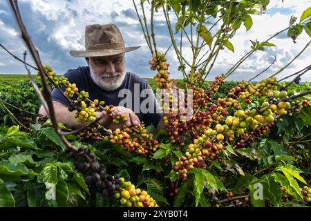 Farmer analyse les fruits qui poussent des caféiers dans une ferme au Brésil Banque D'Images