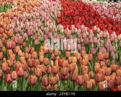 Un grand champ de tulipes de différentes couleurs avec des fleurs rouges, roses et oranges montrant la nature printanière, Amsterdam, pays-Bas Banque D'Images