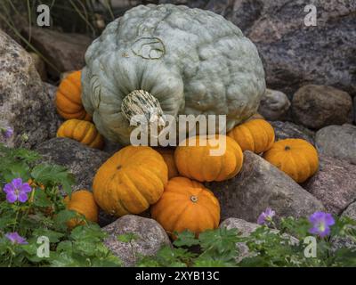 Une grande citrouille gris-vert entourée de plusieurs petites citrouilles oranges sur pierres et fleurs, borken, muensterland, Allemagne, Europe Banque D'Images