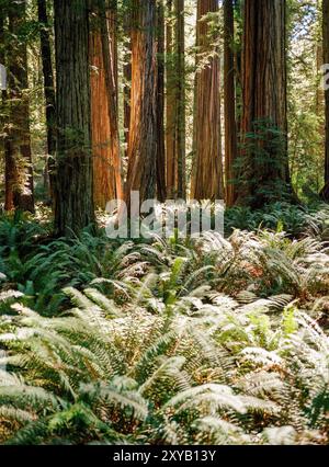 Stout Grove est un ancien bosquet de séquoias côtiers dans le parc d'État de Jedidiah Smith, en Californie. Banque D'Images