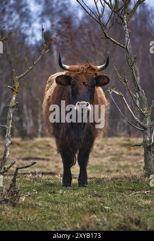 Bétail des Highlands dans un pré. Cornes puissantes fourrure brune. Agriculture et élevage. Mammifères d'Écosse Banque D'Images