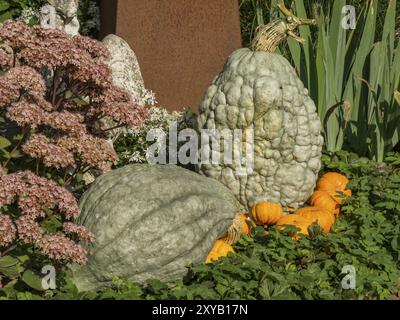 Deux grandes citrouilles vertes dans un jardin, entourées de plantes et de plus petites citrouilles oranges comme décoration, borken, muensterland, Allemagne, Europe Banque D'Images