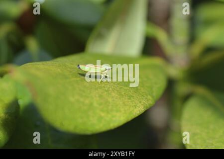 Trémie à feuilles Rhododendron sur une feuille dans le jardin. Trémie à feuilles de rhododendron sur feuille de rhododendron Banque D'Images