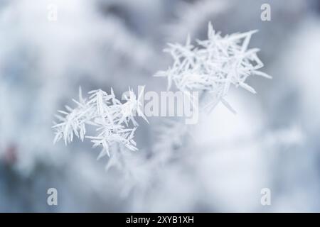 Cristaux de glace sur une branche après une nuit avec un gel lourd de houle Banque D'Images