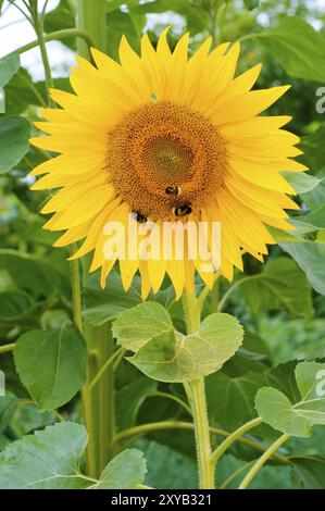 Tournesol avec humble abeille sur une chaude journée d'été, tournesol avec humble abeille sur une chaude journée d'été Banque D'Images